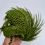 Whiting Exclusive Grizzly Hen Cape in Fl.Green Chartreuse